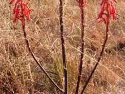 Aloe burgersfortensis