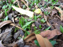 Aloe castanea germinating in favourable conditions