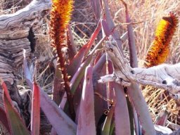 Aloe castanea