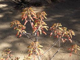 Aloe chabaudii var. chabaudii inflorescence