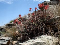Aloe chortolirioides var. woolliana clump