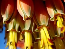 Aloe claviflora club-shaped flowers