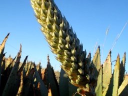 Aloe claviflora budding