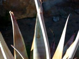 Aloe comosa leaves