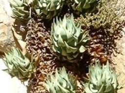Aloe comptonii