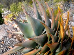 Aloe comptonii leaves