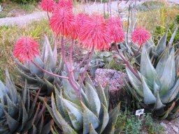 Aloe comptonii in flower