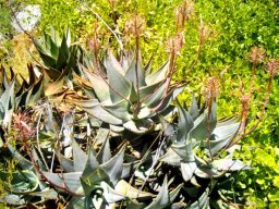 Aloe comptonii yielding only few seed capsules