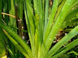 Aloe cooperi 