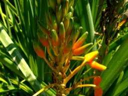 Aloe cooperi flowers