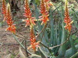 Aloe cryptopoda