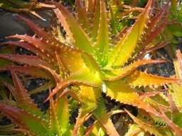 Aloe dorothea, a hybrid