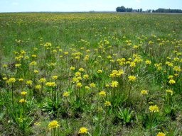 Aloe ecklonis only yellow here