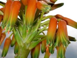 Aloe ecklonis inflorescence