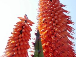 Aloe ferox inflorescence