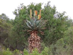 Aloe ferox flowering white
