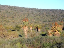 Aloe ferox covering a large terrain