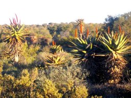 Aloe ferox variations in inflorescence
