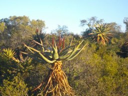 Aloe ferox after a leaf harvest