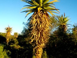 Aloe ferox