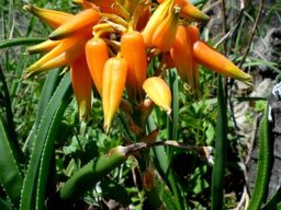 Aloe fouriei inflorescence