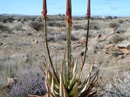 Aloe gariepensis