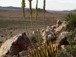 Aloe gariepensis big rosette
