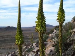 Aloe gariepensis pointed inflorescences