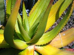 Aloe gariepensis leaf rosette
