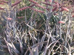 Aloe globuligemma