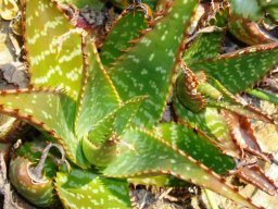 Aloe grandidentata leaf rosette
