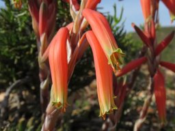 Aloe humilis flowers