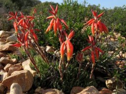 Aloe humilis in flower