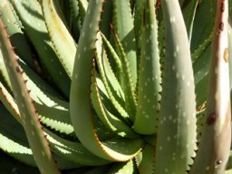 Aloe khamiesensis leaf spots