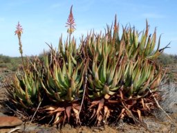 Aloe knersvlakensis clump