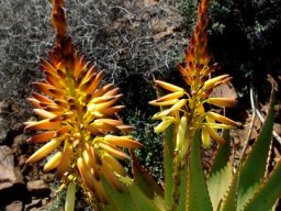 Aloe knersvlakensis