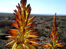 Aloe knersvlakensis inflorescence
