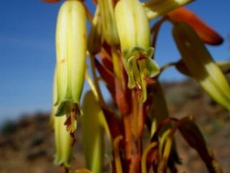 Aloe knersvlakensis flowers