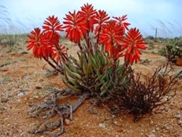 Aloe krapohliana