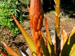 Aloe lineata var. muirii early inflorescence, bracts only