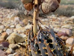 Aloe longistyla