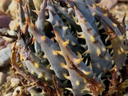 Aloe longistyla leaves