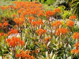 Aloe maculata X striata hybrid