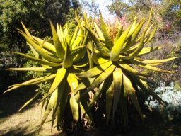 Aloe marlothii