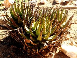 Aloe melanacantha, the goree 