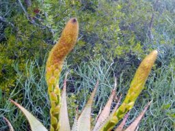 Aloe microstigma getting ready