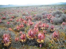 Aloe microstigma in habitat
