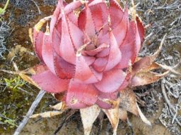 Aloe microstigma showing seasonal stress