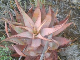 Aloe microstigma leaf rosette