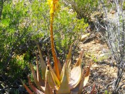 Aloe microstigma
